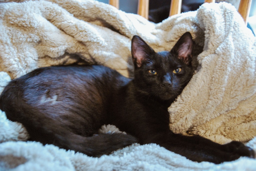 Hawthorn, an adoptable Domestic Short Hair in Shell Lake, WI, 54871 | Photo Image 2