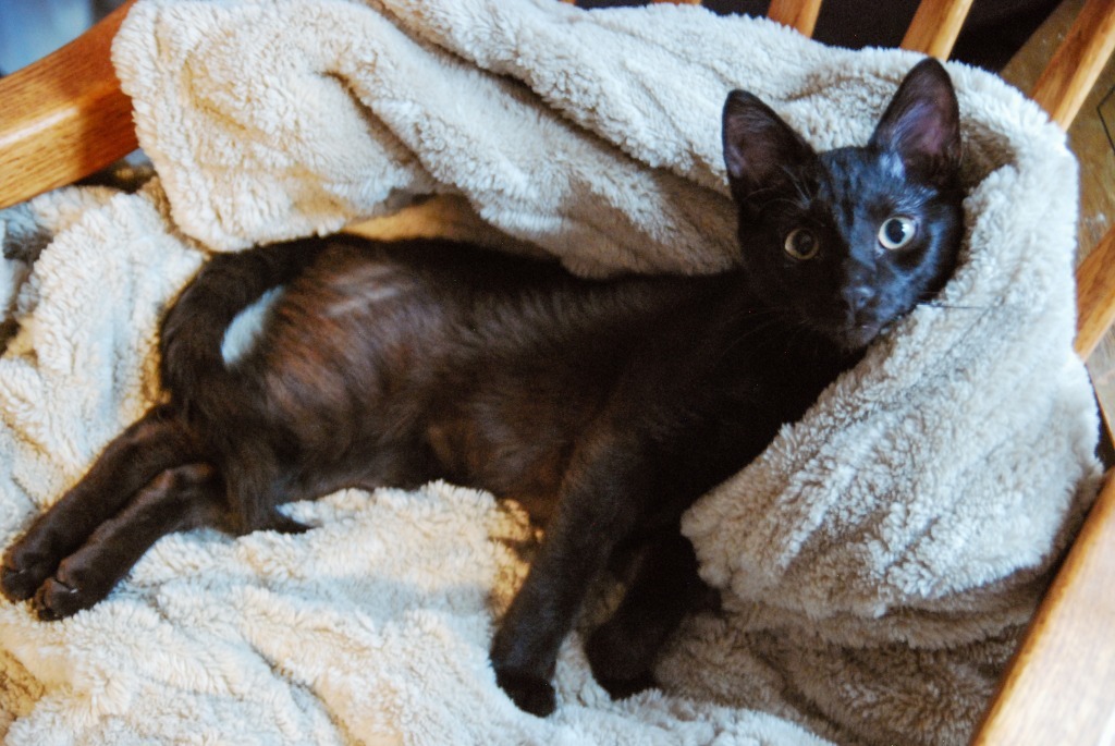 Hawthorn, an adoptable Domestic Short Hair in Shell Lake, WI, 54871 | Photo Image 3