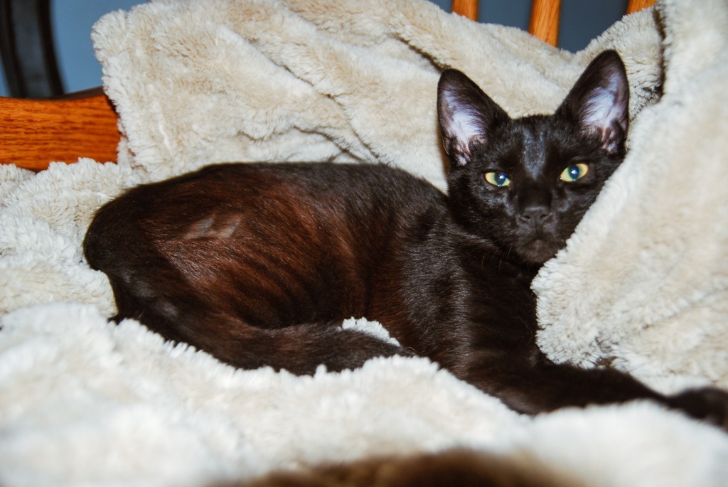 Hawthorn, an adoptable Domestic Short Hair in Shell Lake, WI, 54871 | Photo Image 4