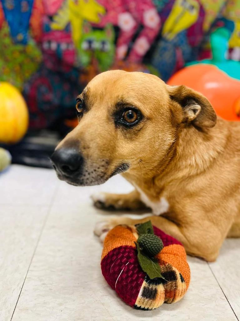 Chucky, an adoptable Golden Retriever, Corgi in Holbrook, AZ, 86025 | Photo Image 1