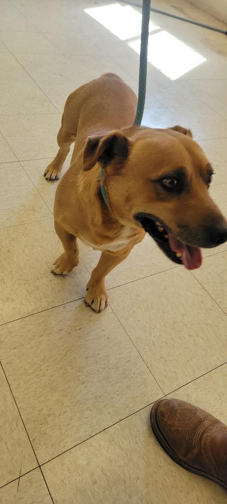 Chucky, an adoptable Golden Retriever, Corgi in Holbrook, AZ, 86025 | Photo Image 2