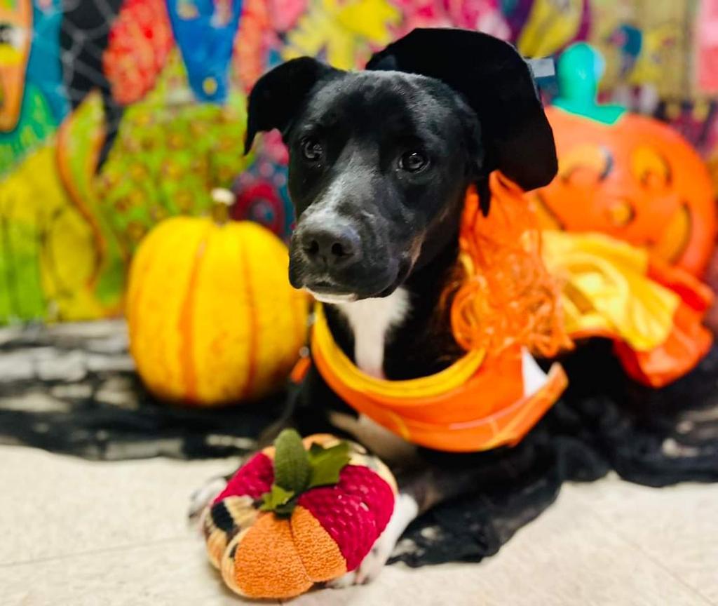 Lady, an adoptable Labrador Retriever, Mixed Breed in Holbrook, AZ, 86025 | Photo Image 1