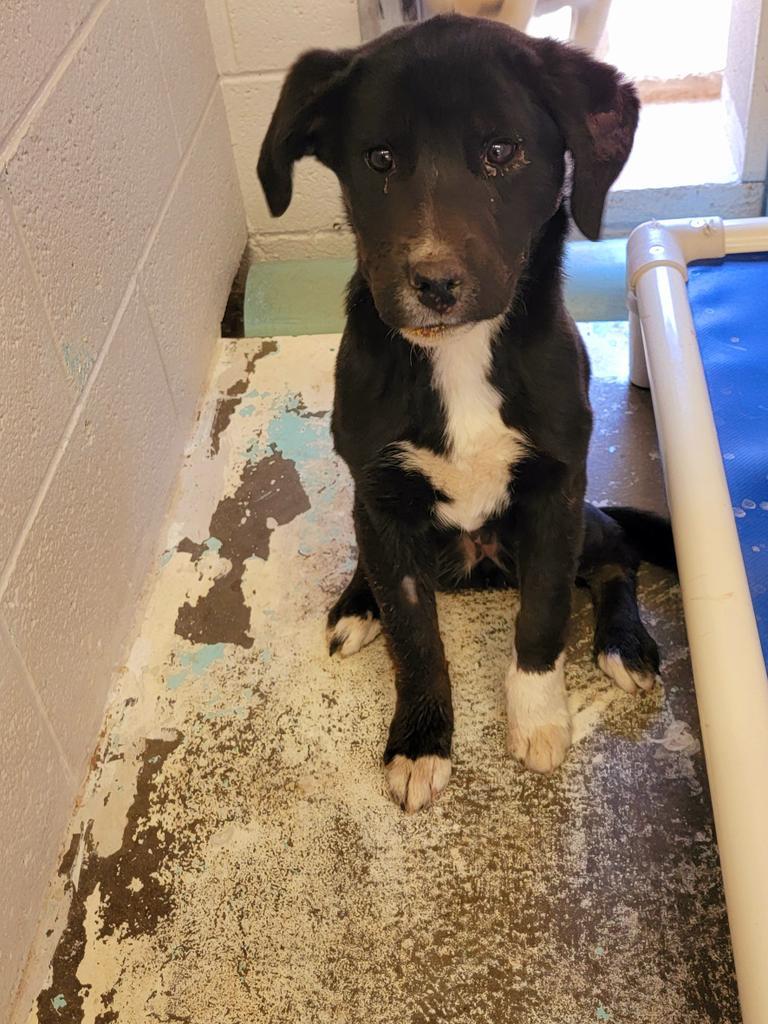 Lady, an adoptable Labrador Retriever, Mixed Breed in Holbrook, AZ, 86025 | Photo Image 2