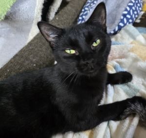 Eve, Adult Female American Shorthair