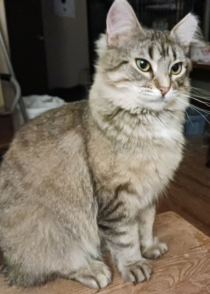 Styles, an adoptable Domestic Long Hair in La valle, WI, 53941 | Photo Image 1