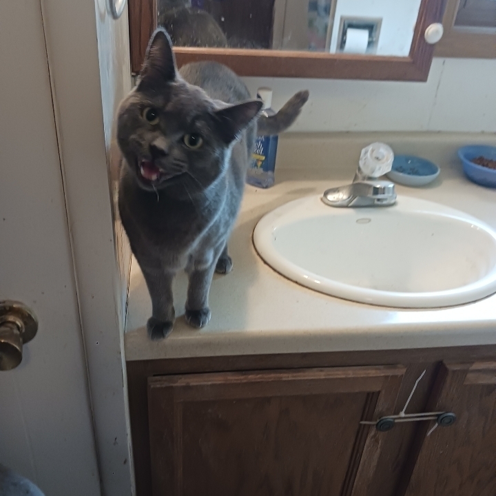 Bleu, an adoptable American Shorthair in La valle, WI, 53941 | Photo Image 2