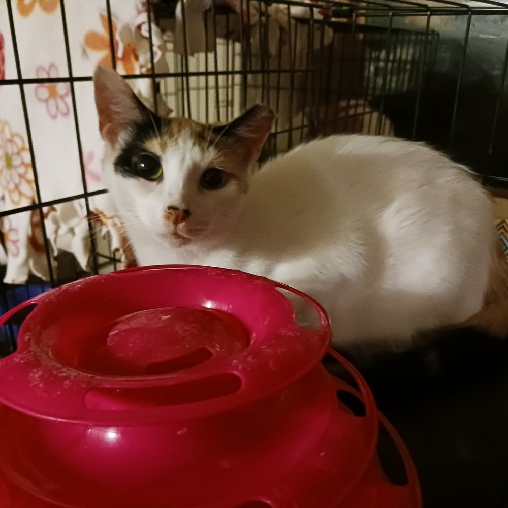 Cordelia, an adoptable American Shorthair in La valle, WI, 53941 | Photo Image 1
