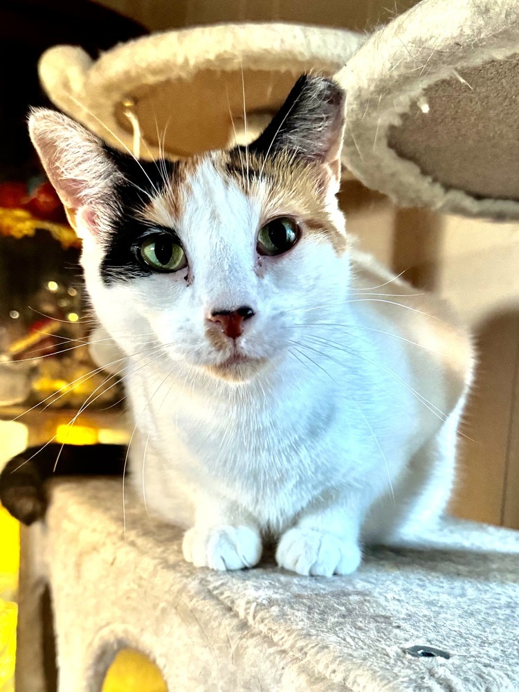 Meredith, an adoptable American Shorthair in La valle, WI, 53941 | Photo Image 1