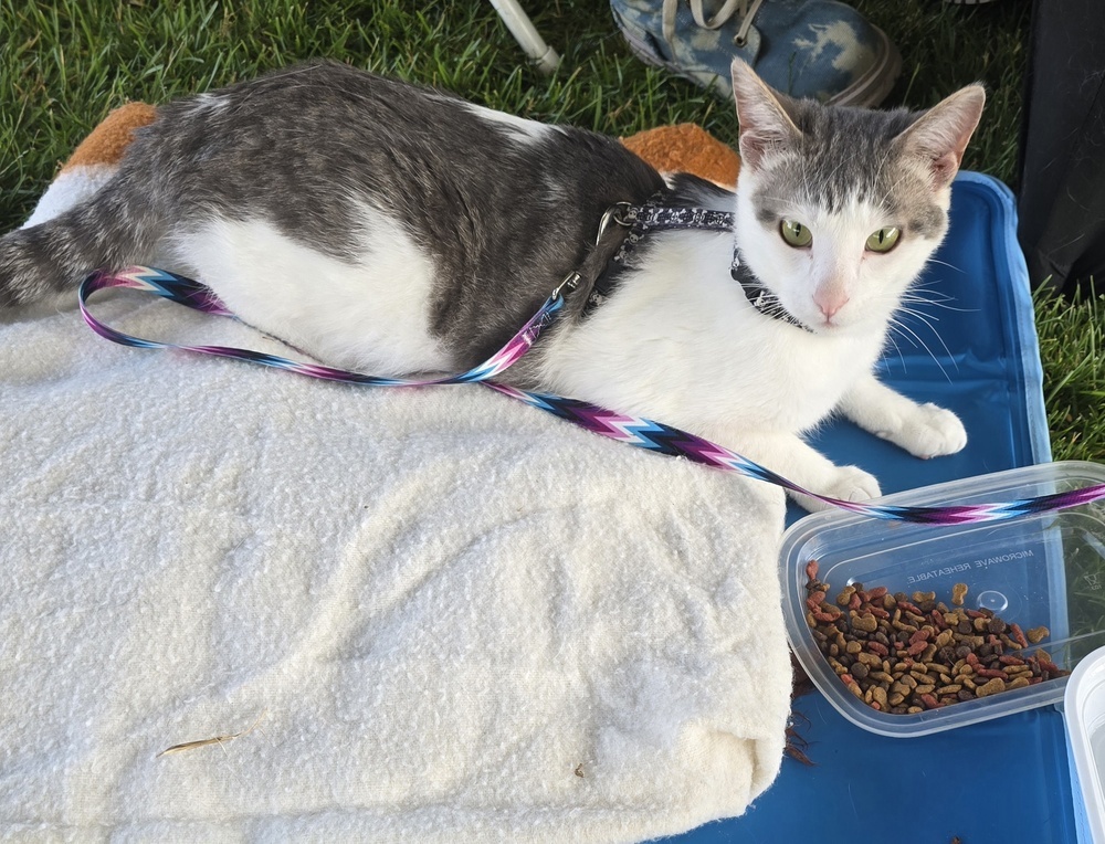 Seth, an adoptable American Shorthair in La valle, WI, 53941 | Photo Image 1