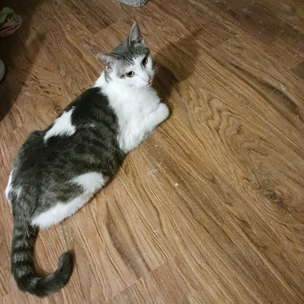 Seth, an adoptable American Shorthair in La valle, WI, 53941 | Photo Image 2