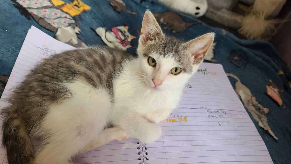 Seth, an adoptable American Shorthair in La valle, WI, 53941 | Photo Image 3