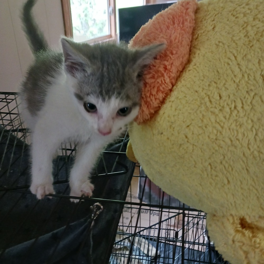 Seth, an adoptable American Shorthair in La valle, WI, 53941 | Photo Image 5