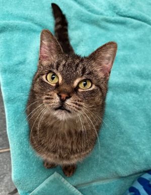 Fawn, Senior Female Domestic Short Hair