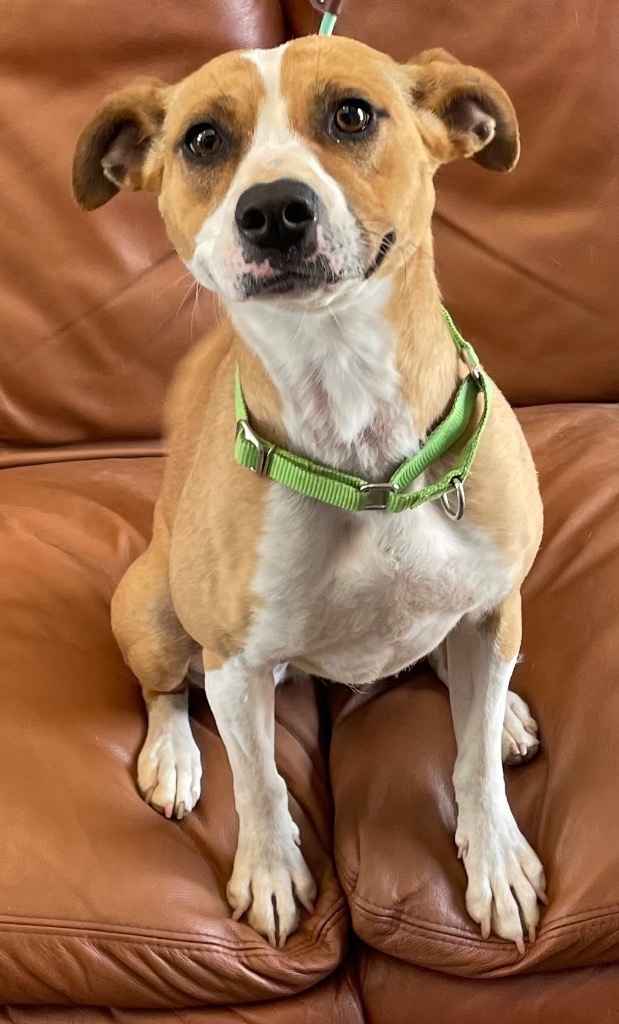 Lynn, an adoptable Terrier, Retriever in Cottonwood, AZ, 86326 | Photo Image 1
