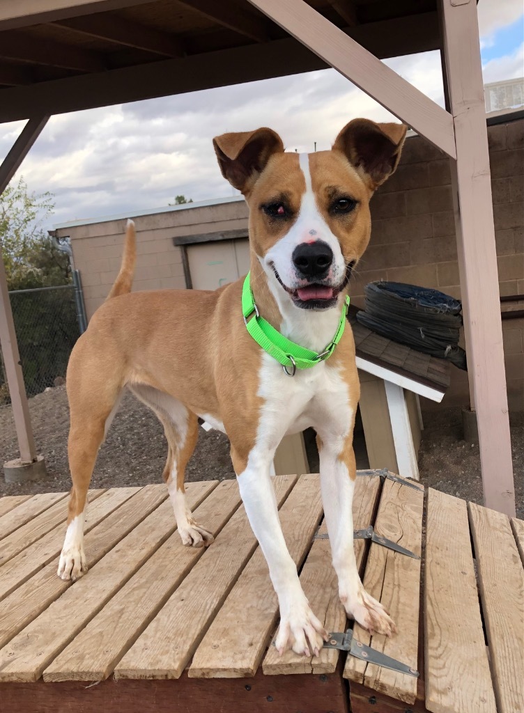 Lynn, an adoptable Terrier, Retriever in Cottonwood, AZ, 86326 | Photo Image 2