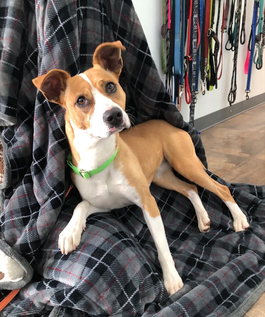 Lynn, an adoptable Terrier, Retriever in Cottonwood, AZ, 86326 | Photo Image 3