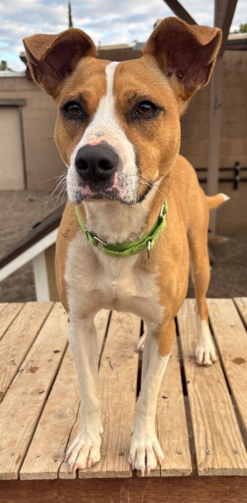 Lynn, an adoptable Terrier, Retriever in Cottonwood, AZ, 86326 | Photo Image 4