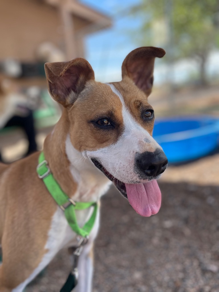 Lynn, an adoptable Terrier, Retriever in Cottonwood, AZ, 86326 | Photo Image 6