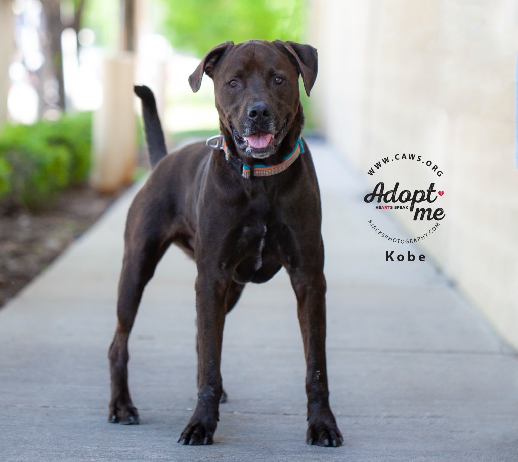 Kobe, an adoptable Rottweiler, Labrador Retriever in Salt Lake City, UT, 84117 | Photo Image 1