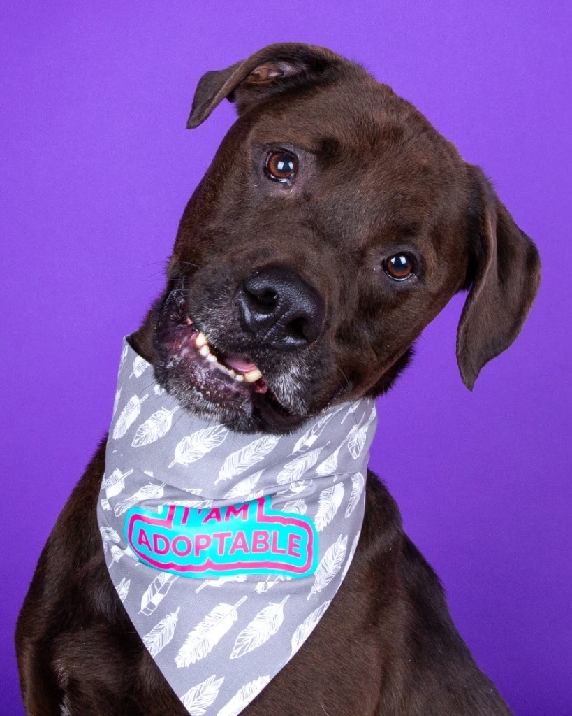 Kobe, an adoptable Rottweiler, Labrador Retriever in Salt Lake City, UT, 84117 | Photo Image 2