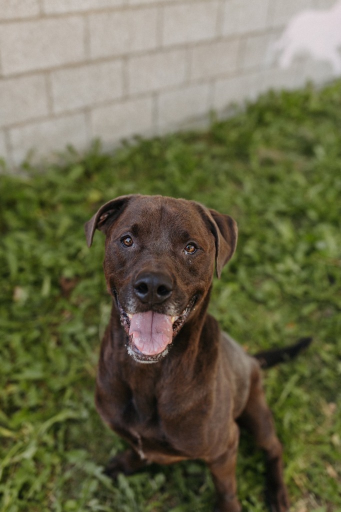 Kobe, an adoptable Rottweiler, Labrador Retriever in Salt Lake City, UT, 84117 | Photo Image 3