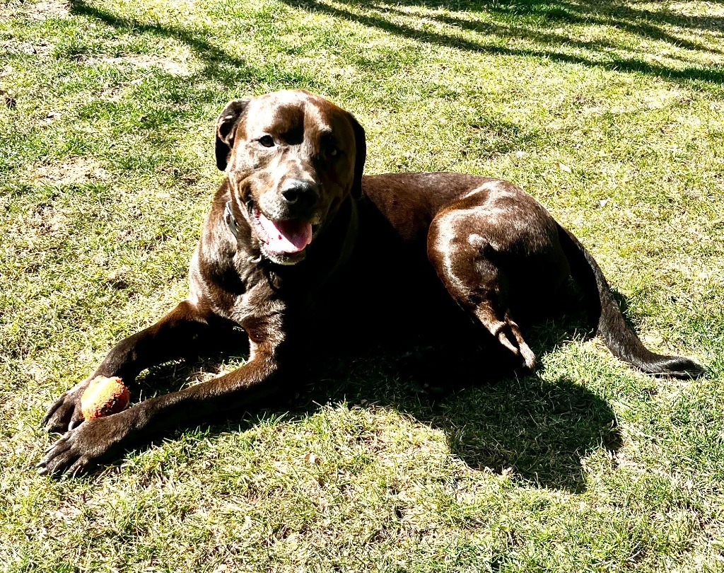 Kobe, an adoptable Rottweiler, Labrador Retriever in Salt Lake City, UT, 84117 | Photo Image 5