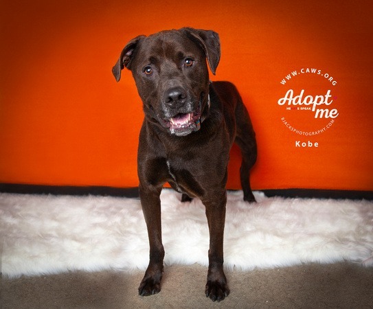Kobe, an adoptable Rottweiler, Labrador Retriever in Salt Lake City, UT, 84117 | Photo Image 5