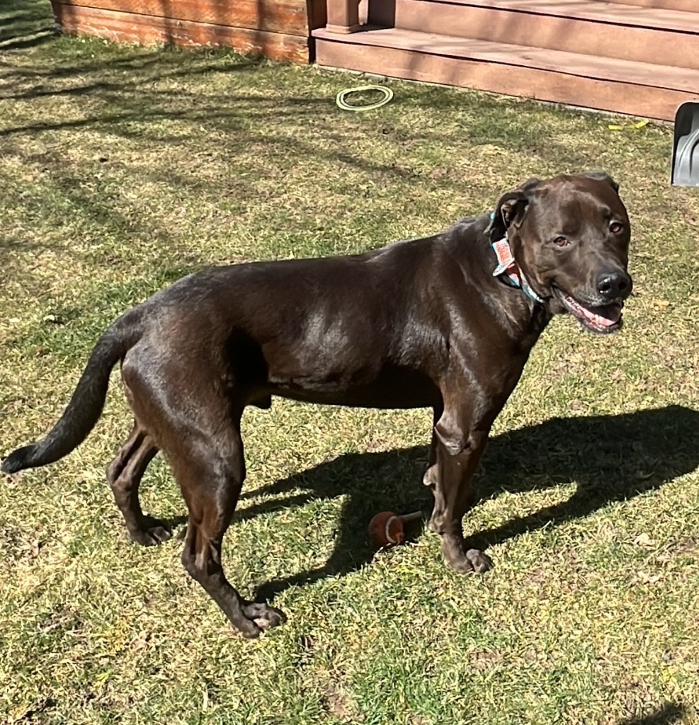 Kobe, an adoptable Rottweiler, Labrador Retriever in Salt Lake City, UT, 84117 | Photo Image 6