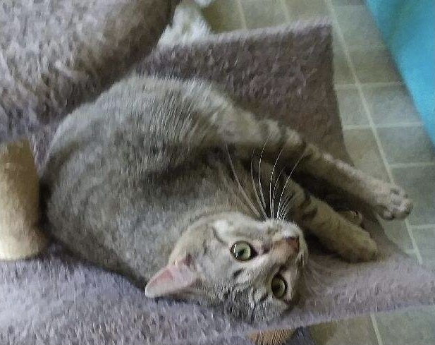 Tiggs, an adoptable Domestic Short Hair in Sparta, WI, 54656 | Photo Image 3