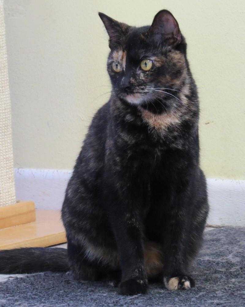 Clover, an adoptable Domestic Short Hair in Sparta, WI, 54656 | Photo Image 1