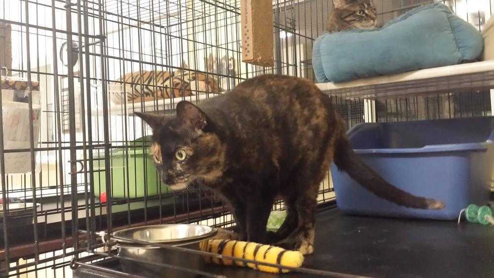 Clover, an adoptable Domestic Short Hair in Sparta, WI, 54656 | Photo Image 2