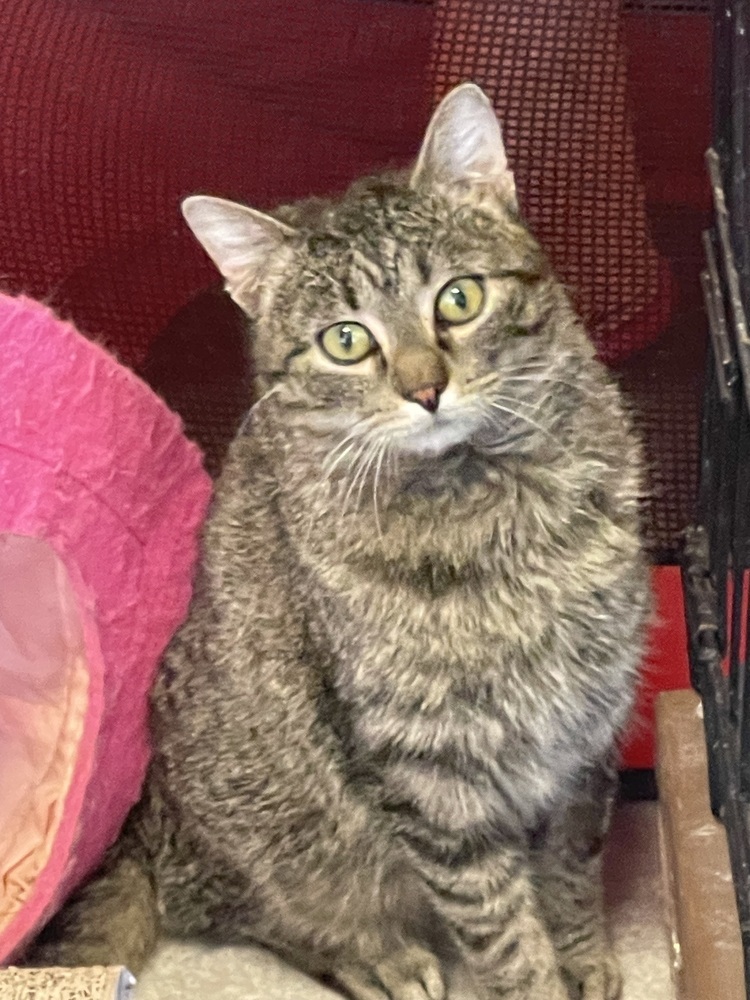 Jazz, an adoptable Domestic Short Hair in Sparta, WI, 54656 | Photo Image 1