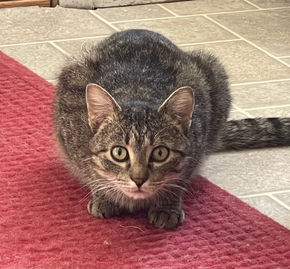 Jazz, an adoptable Domestic Short Hair in Sparta, WI, 54656 | Photo Image 2