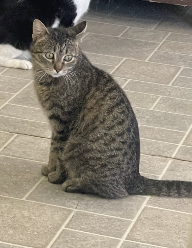 Jazz, an adoptable Domestic Short Hair in Sparta, WI, 54656 | Photo Image 3