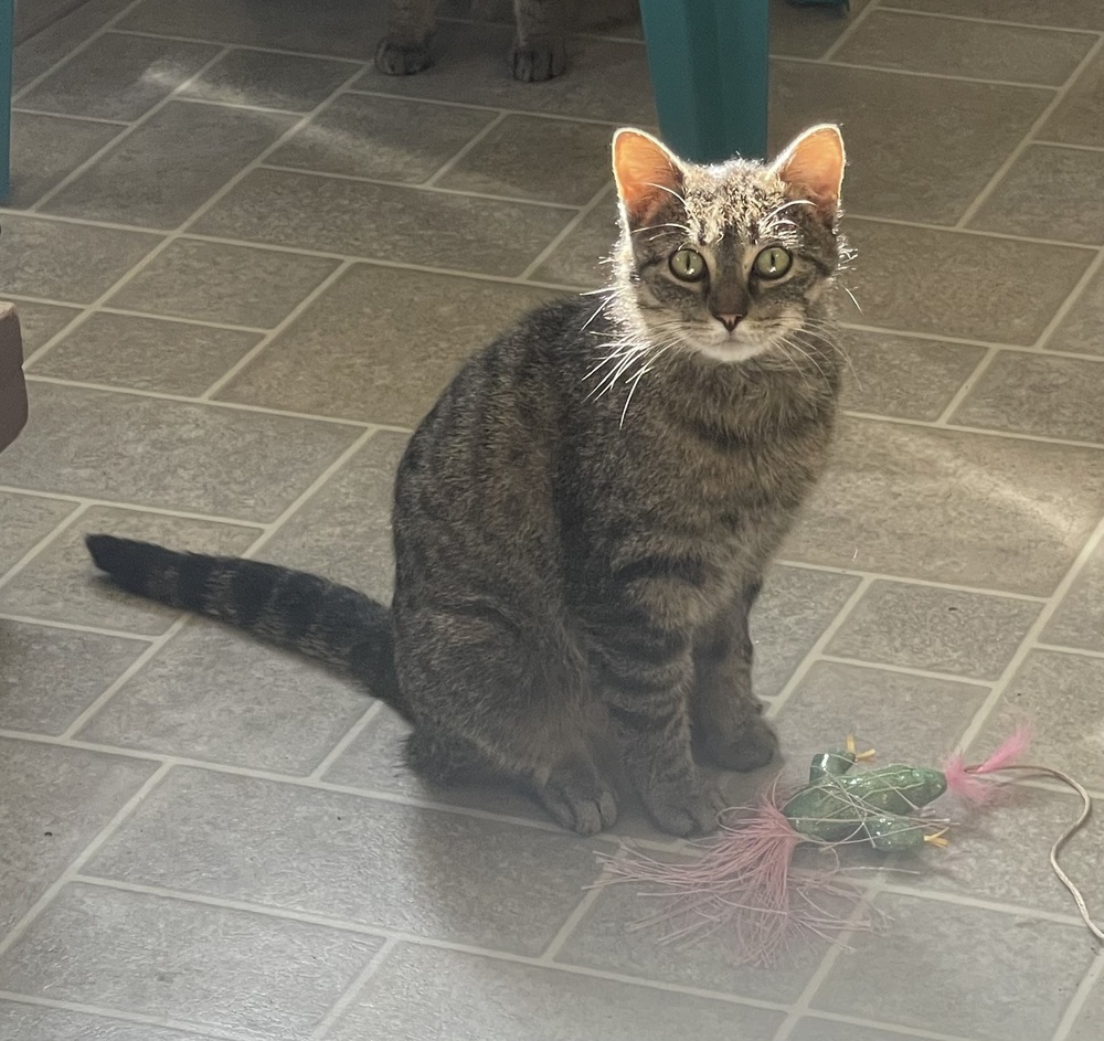 Jazz, an adoptable Domestic Short Hair in Sparta, WI, 54656 | Photo Image 4