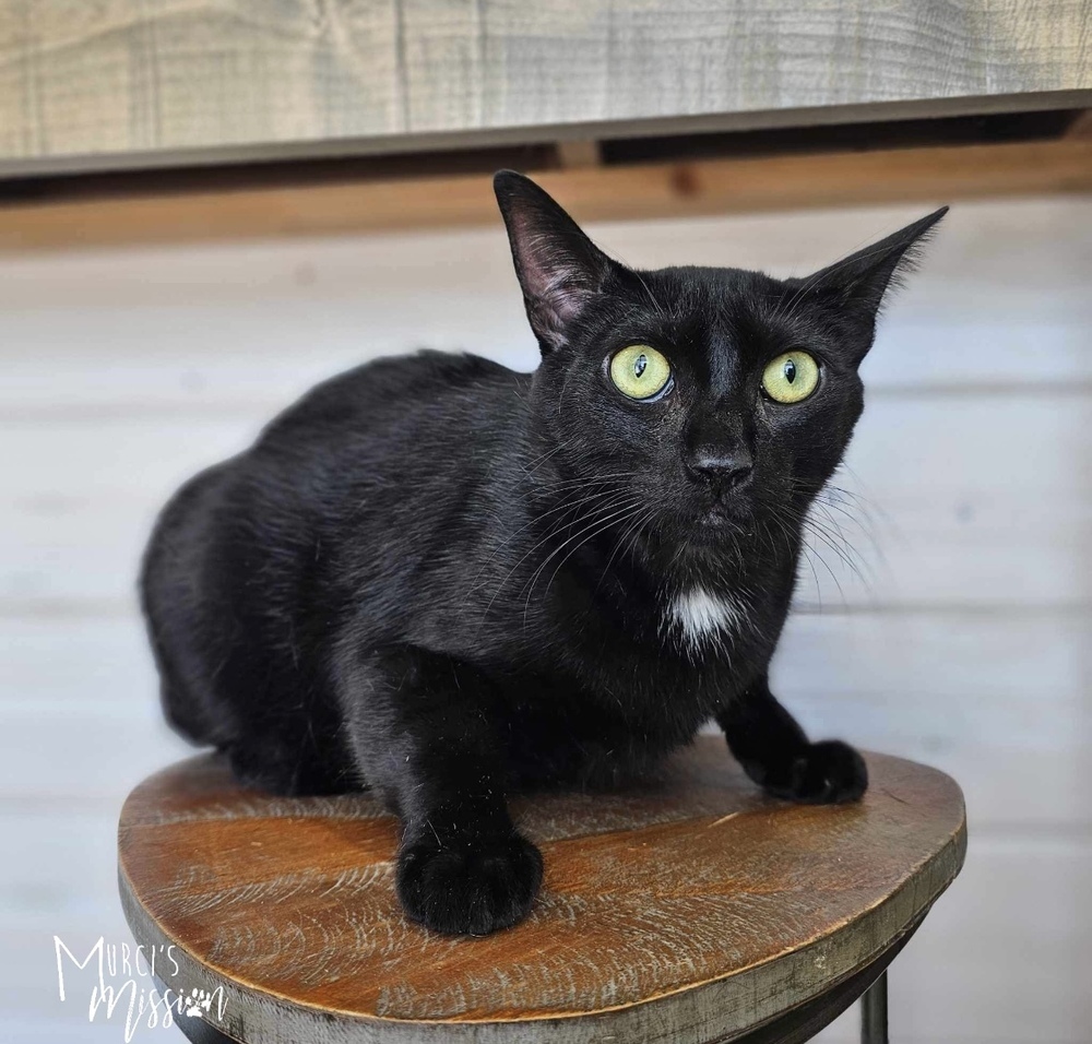 Atticus, an adoptable Domestic Short Hair in Spokane , WA, 99209 | Photo Image 1