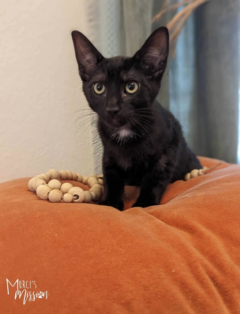 Atticus, an adoptable Domestic Short Hair in Spokane , WA, 99209 | Photo Image 2