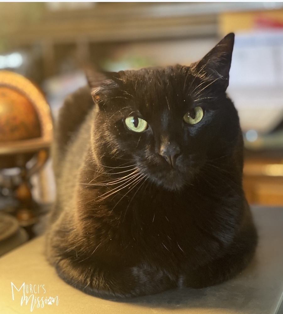 Penny, an adoptable Manx in Spokane , WA, 99209 | Photo Image 1