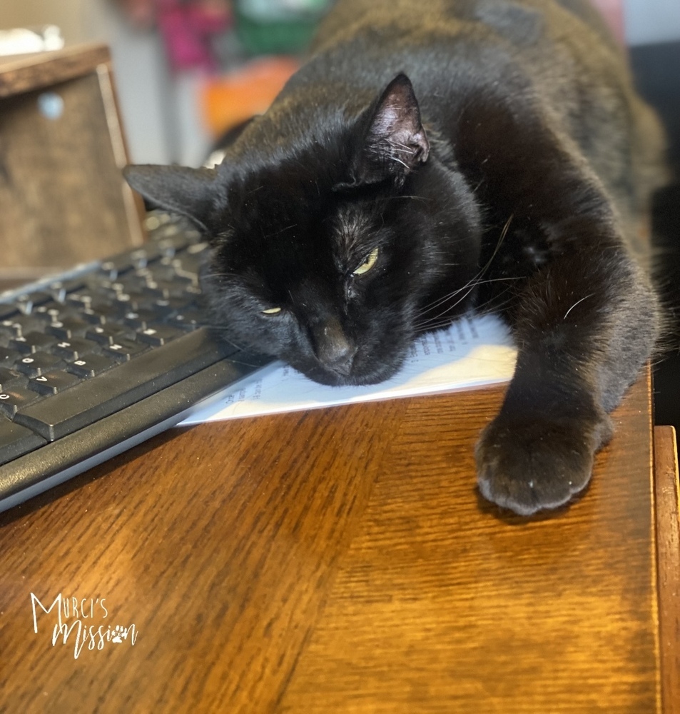 Penny, an adoptable Manx in Spokane , WA, 99209 | Photo Image 3