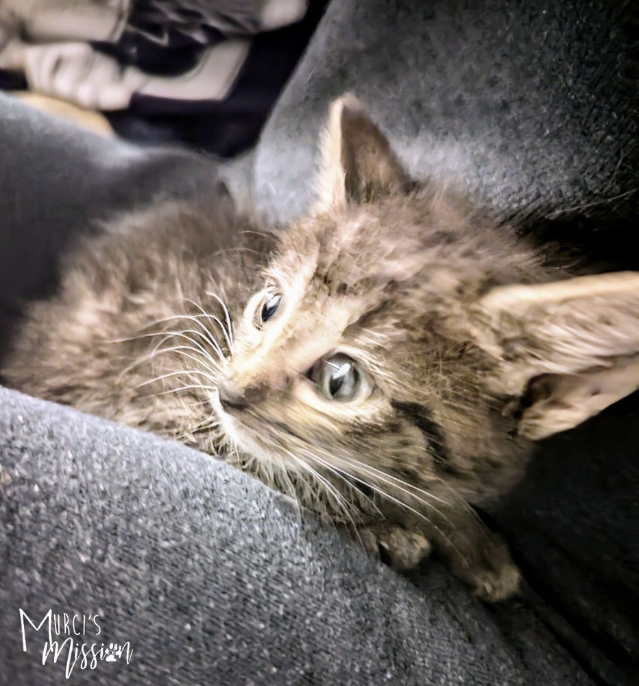 Pepper Jack, an adoptable Domestic Short Hair in Spokane , WA, 99209 | Photo Image 1