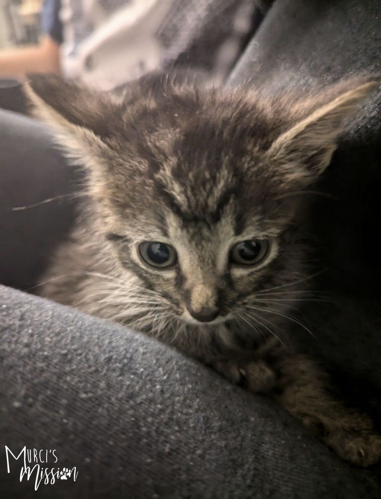 Pepper Jack, an adoptable Domestic Short Hair in Spokane , WA, 99209 | Photo Image 2