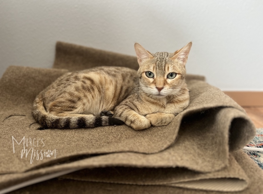 Audrey, an adoptable Bengal in Spokane , WA, 99209 | Photo Image 1
