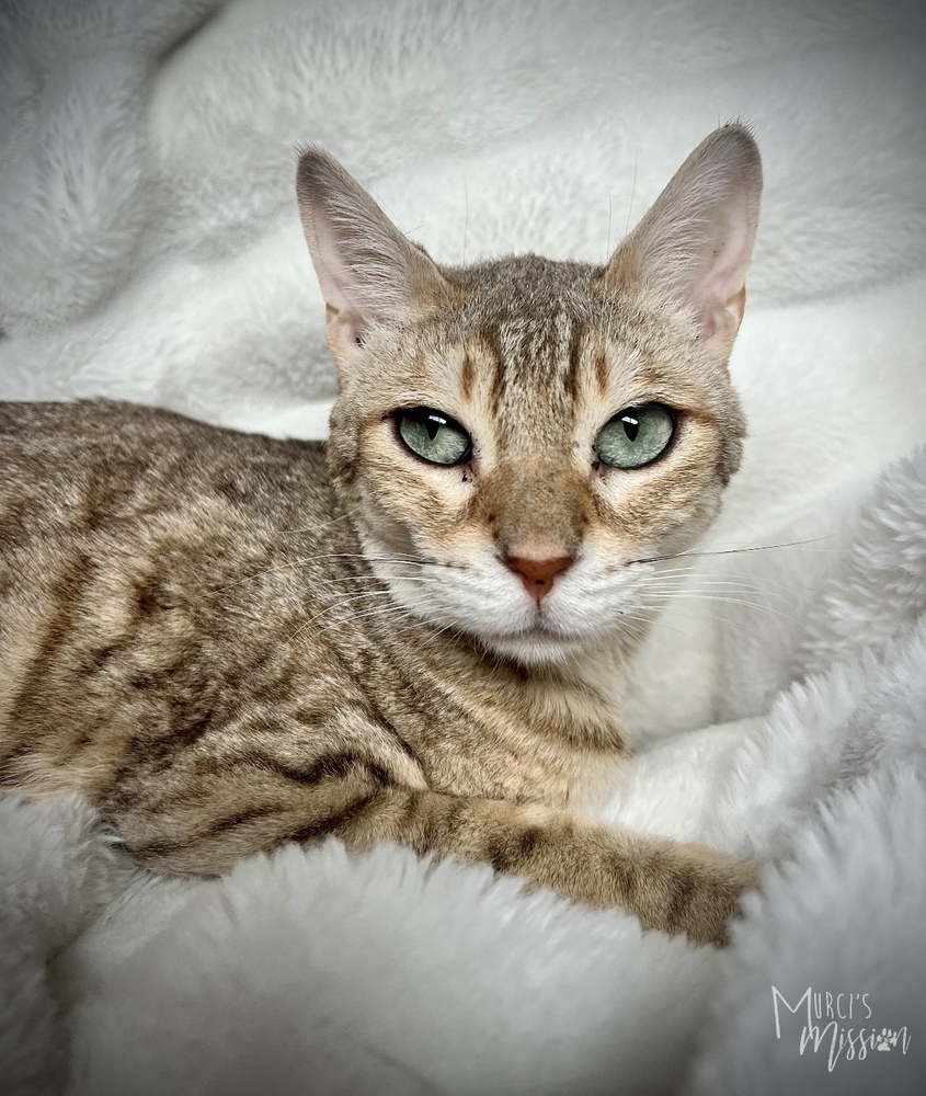 Audrey, an adoptable Bengal in Spokane , WA, 99209 | Photo Image 3