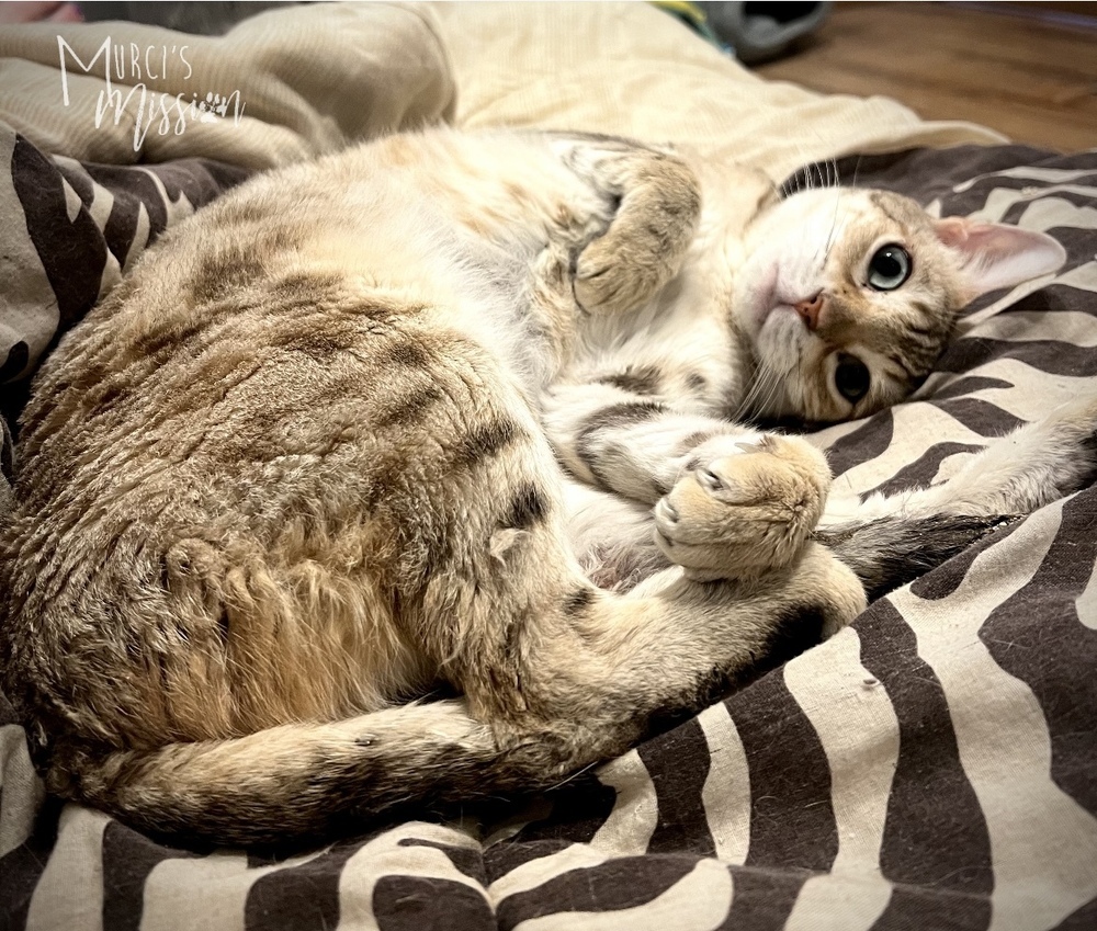 Audrey, an adoptable Bengal in Spokane , WA, 99209 | Photo Image 5