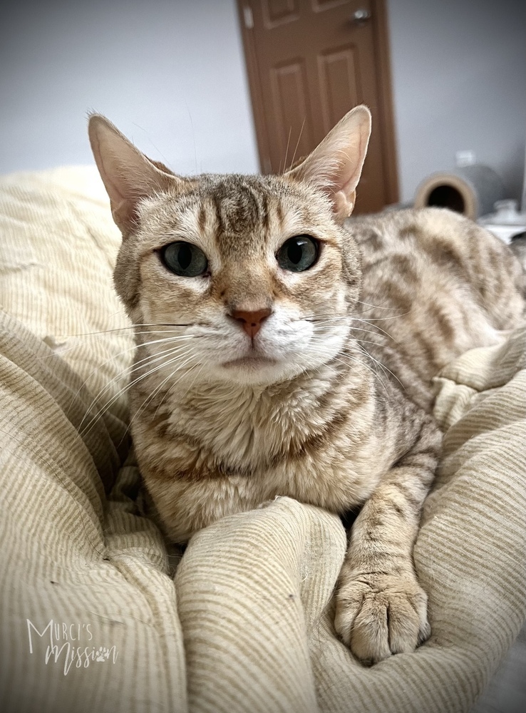 Audrey, an adoptable Bengal in Spokane , WA, 99209 | Photo Image 6