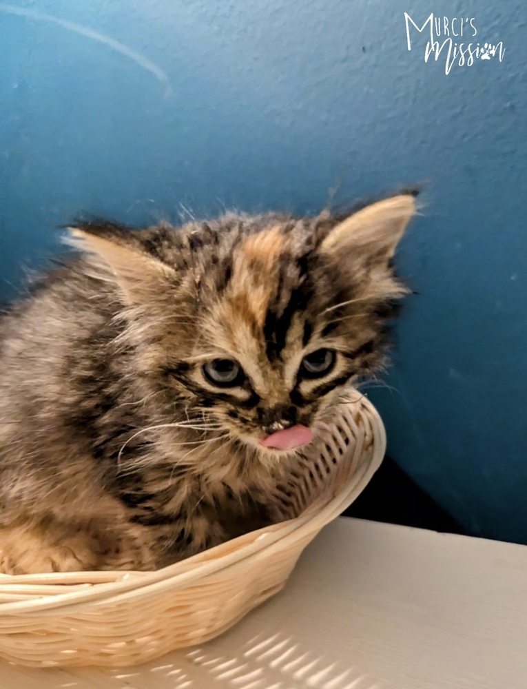 Gouda, an adoptable Domestic Long Hair, Domestic Short Hair in Spokane , WA, 99209 | Photo Image 1