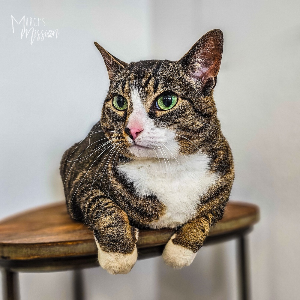 Kitten, an adoptable Manx in Spokane , WA, 99209 | Photo Image 1