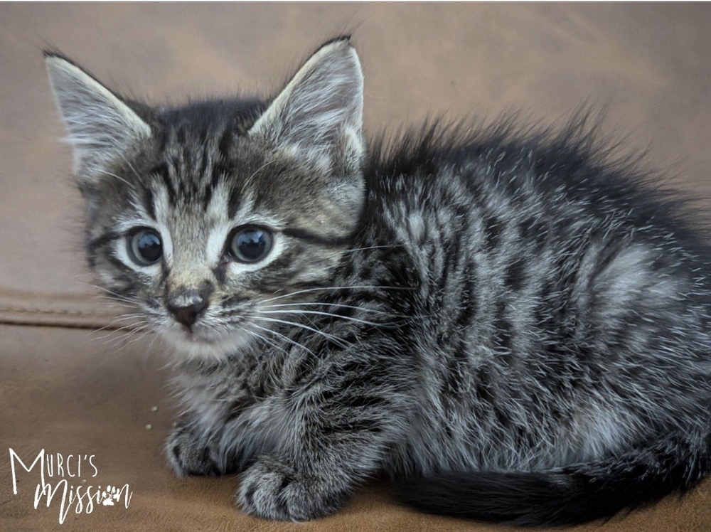 Roquefort, an adoptable Domestic Short Hair in Spokane , WA, 99209 | Photo Image 1