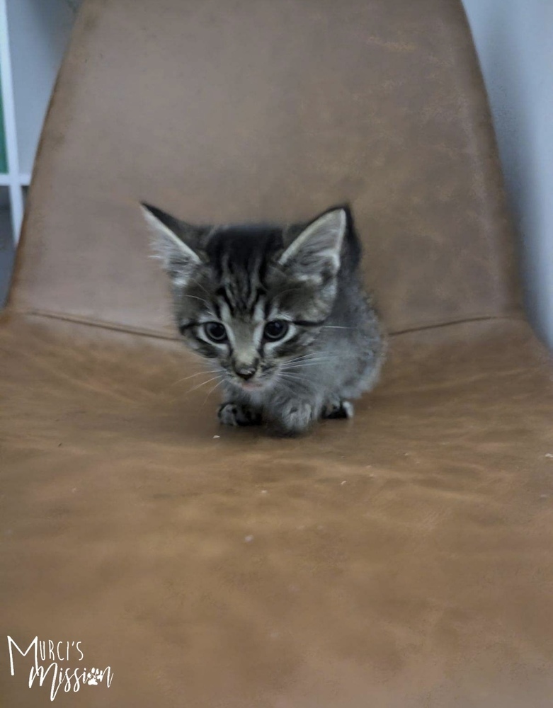 Roquefort, an adoptable Domestic Short Hair in Spokane , WA, 99209 | Photo Image 2