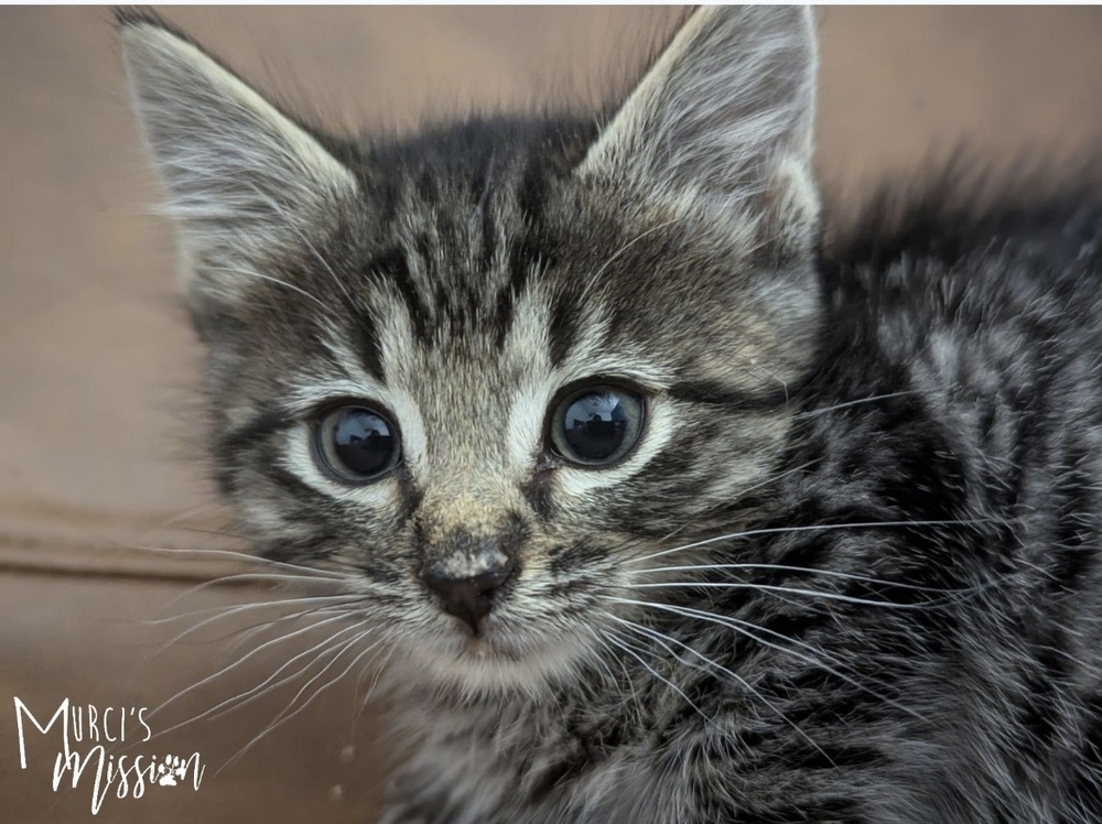 Roquefort, an adoptable Domestic Short Hair in Spokane , WA, 99209 | Photo Image 3